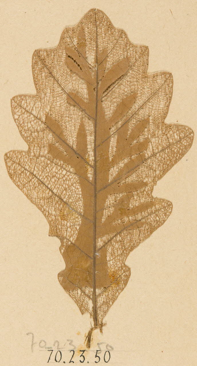 Herbier Herbier 1970.23.50 Photo