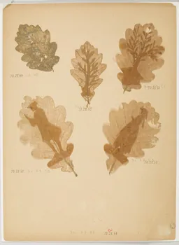 Herbier Herbier 1970.23.50 Photo