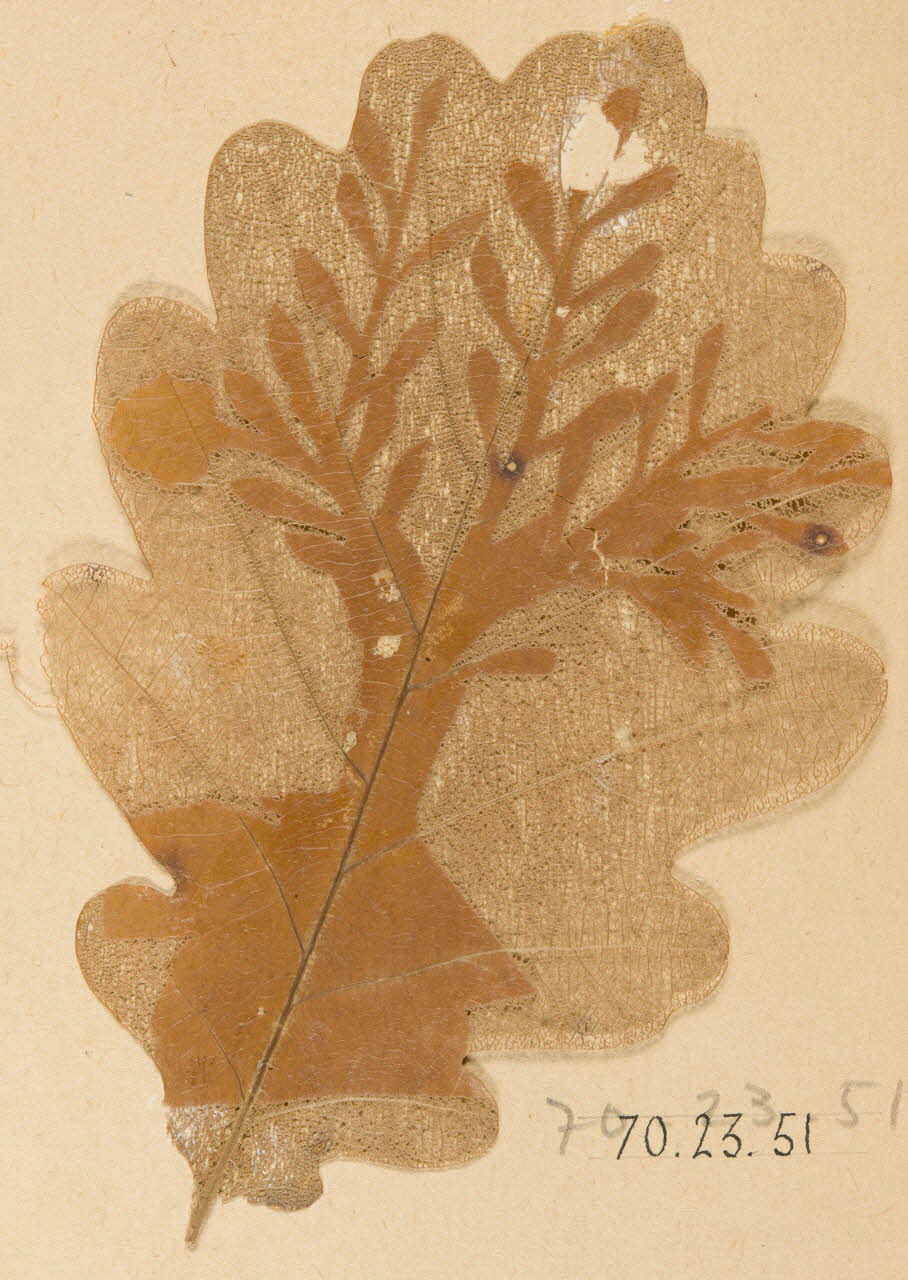 Herbier Herbier 1970.23.51 Photo