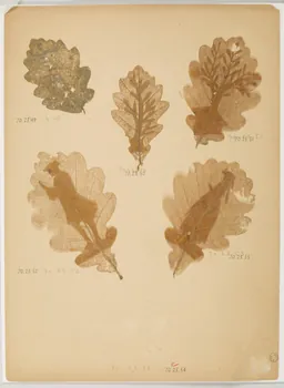 Herbier Herbier 1970.23.51  Photo
