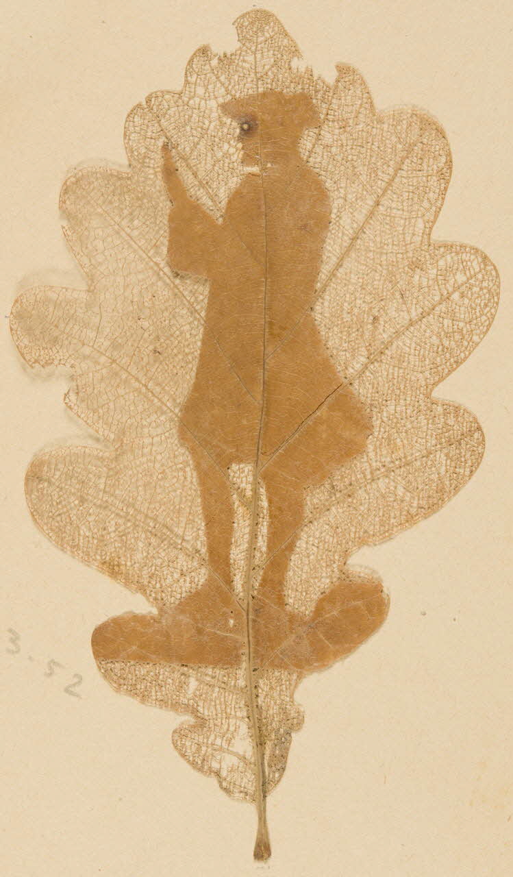 Herbier Herbier 1970.23.52 Photo