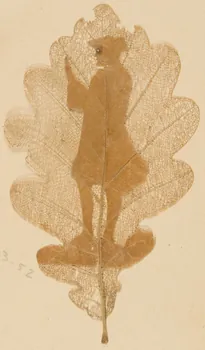 Herbier Herbier 1970.23.52 Photo