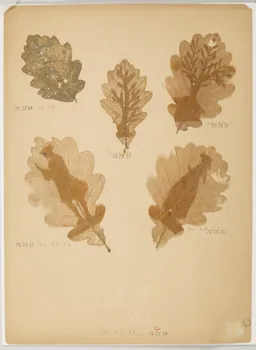 Herbier Herbier 1970.23.52  Photo