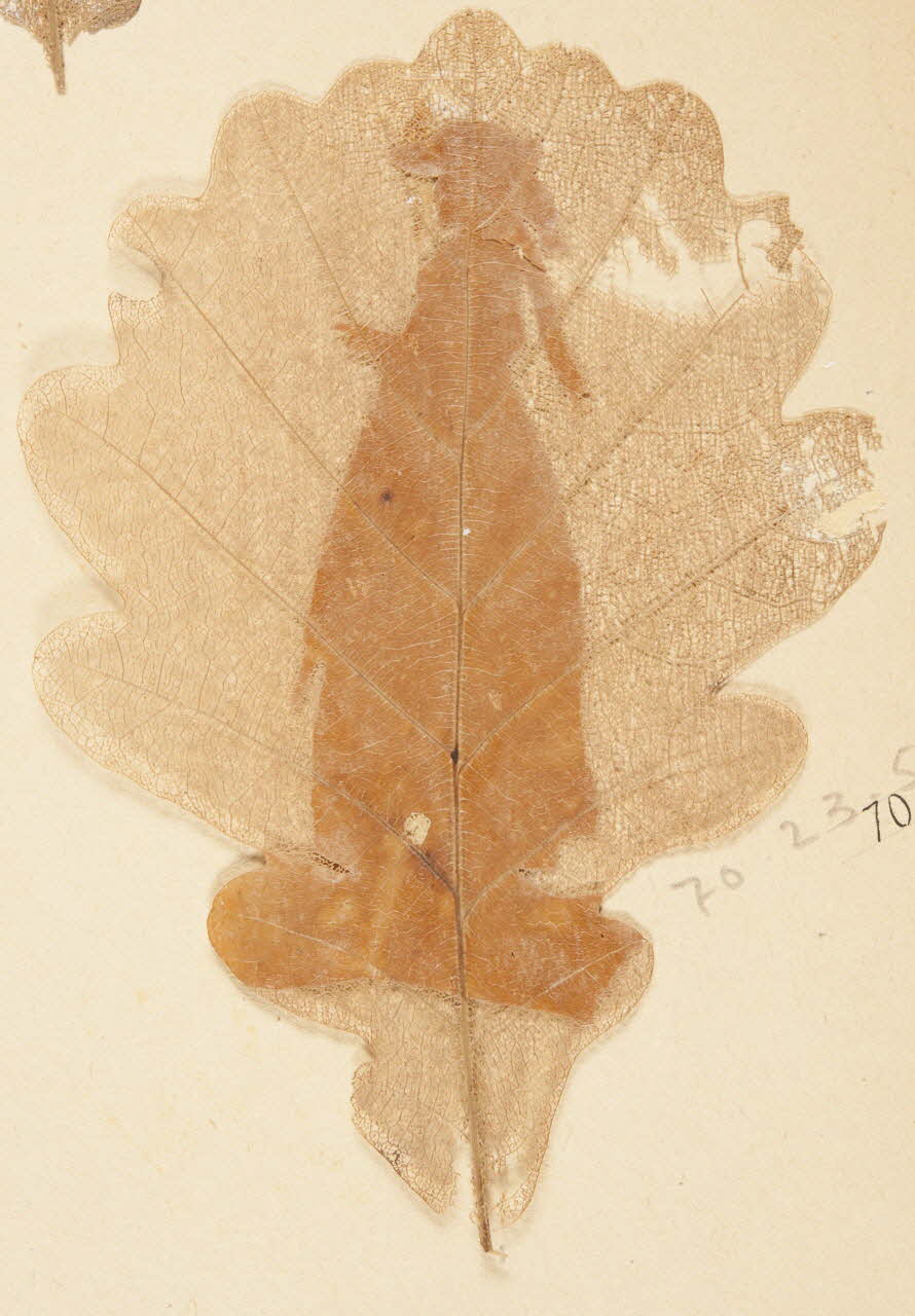 Herbier Herbier 1970.23.53 Photo