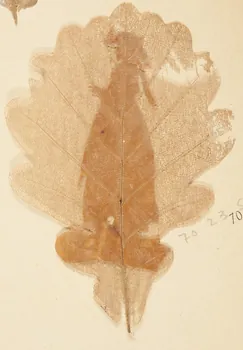Herbier Herbier 1970.23.53  Photo