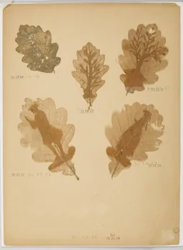 Herbier Herbier 1970.23.53 Photo