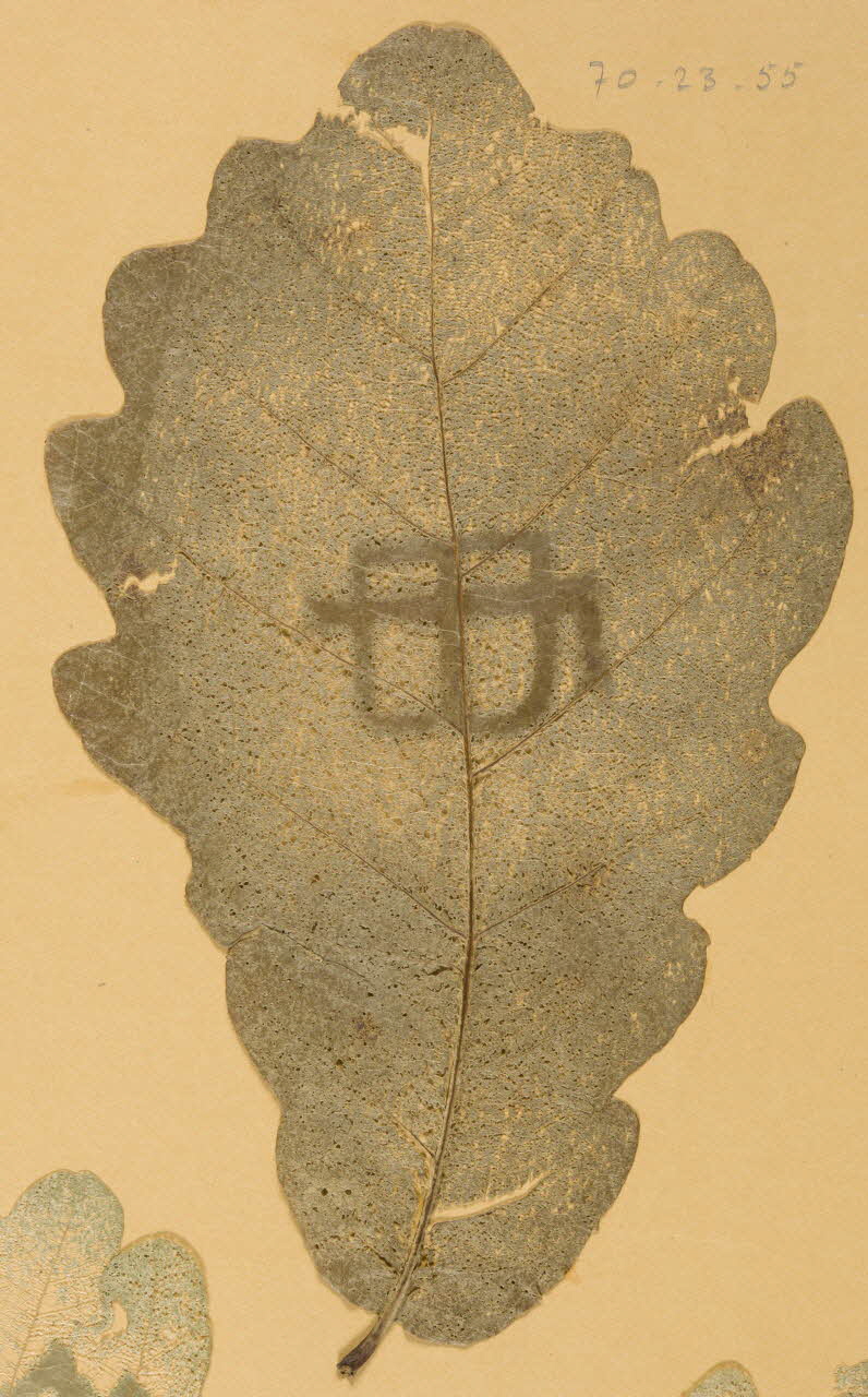 Herbier Herbier 1970.23.55 Photo