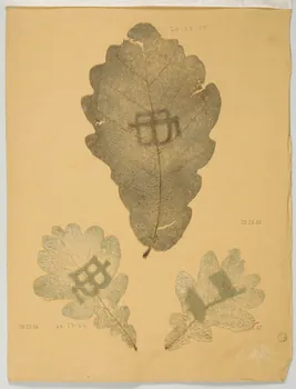 Herbier Herbier 1970.23.55  Photo