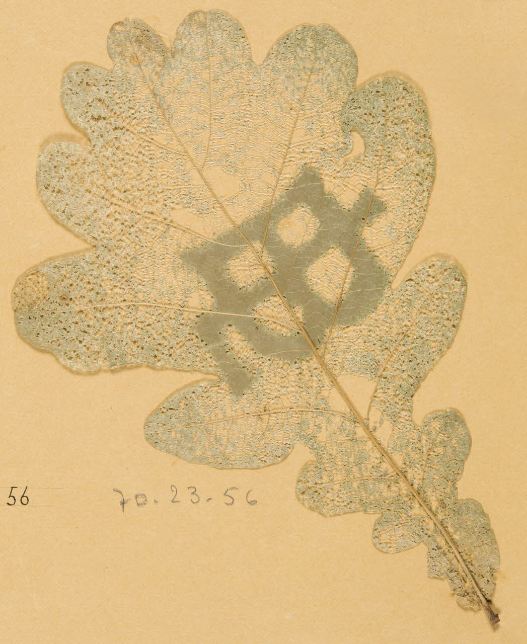 Herbier Herbier 1970.23.56 Photo