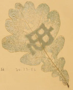 Herbier Herbier 1970.23.56  Photo