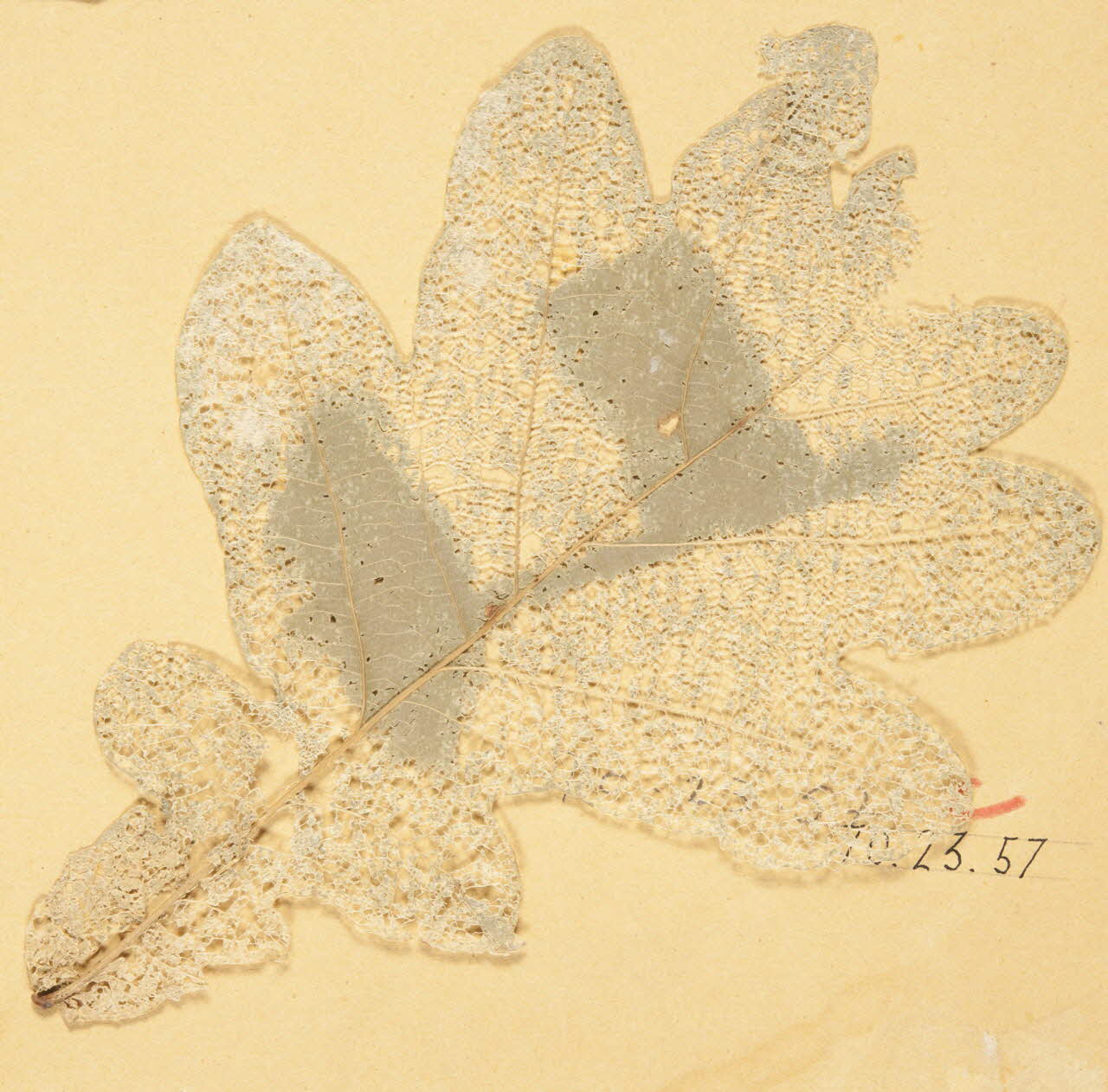 Herbier Herbier 1970.23.57 Photo