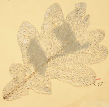 Herbier Herbier 1970.23.57  Photo