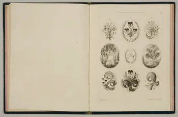 Dauthuille ; Lucien Corné Album ALBUM  du  DESSINATEUR  en  CHEVEUX  PAR  CORNE Paris 1851 1985.2.24 Photo