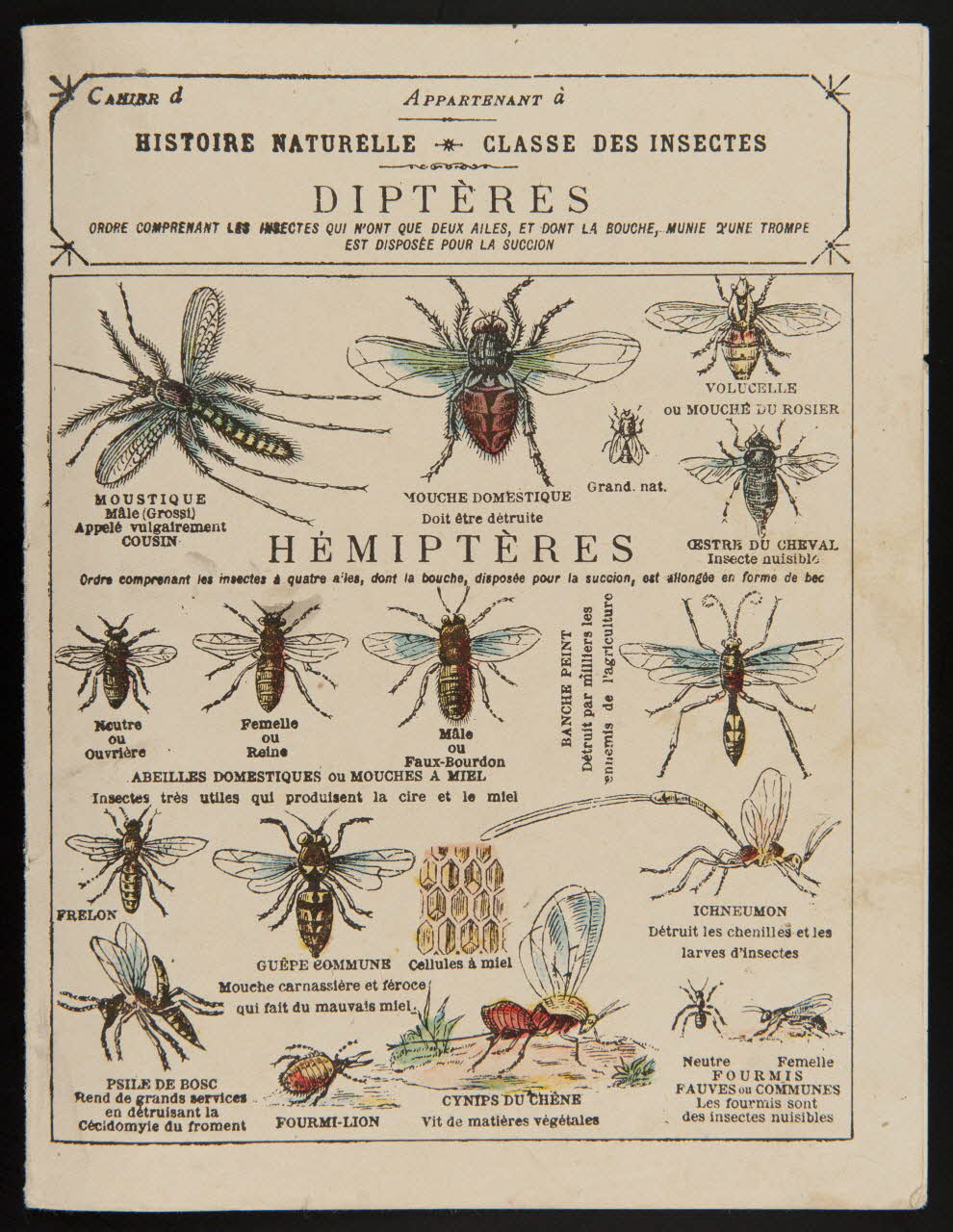 estampe HISTOIRE NATURELLE  CLASSE DES INSECTES  DIPTERES  HEMIPTERES 1985.61.309 Photo
