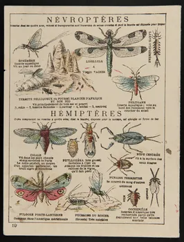 estampe HISTOIRE NATURELLE  CLASSE DES INSECTES  DIPTERES  HEMIPTERES 1985.61.309 Photo