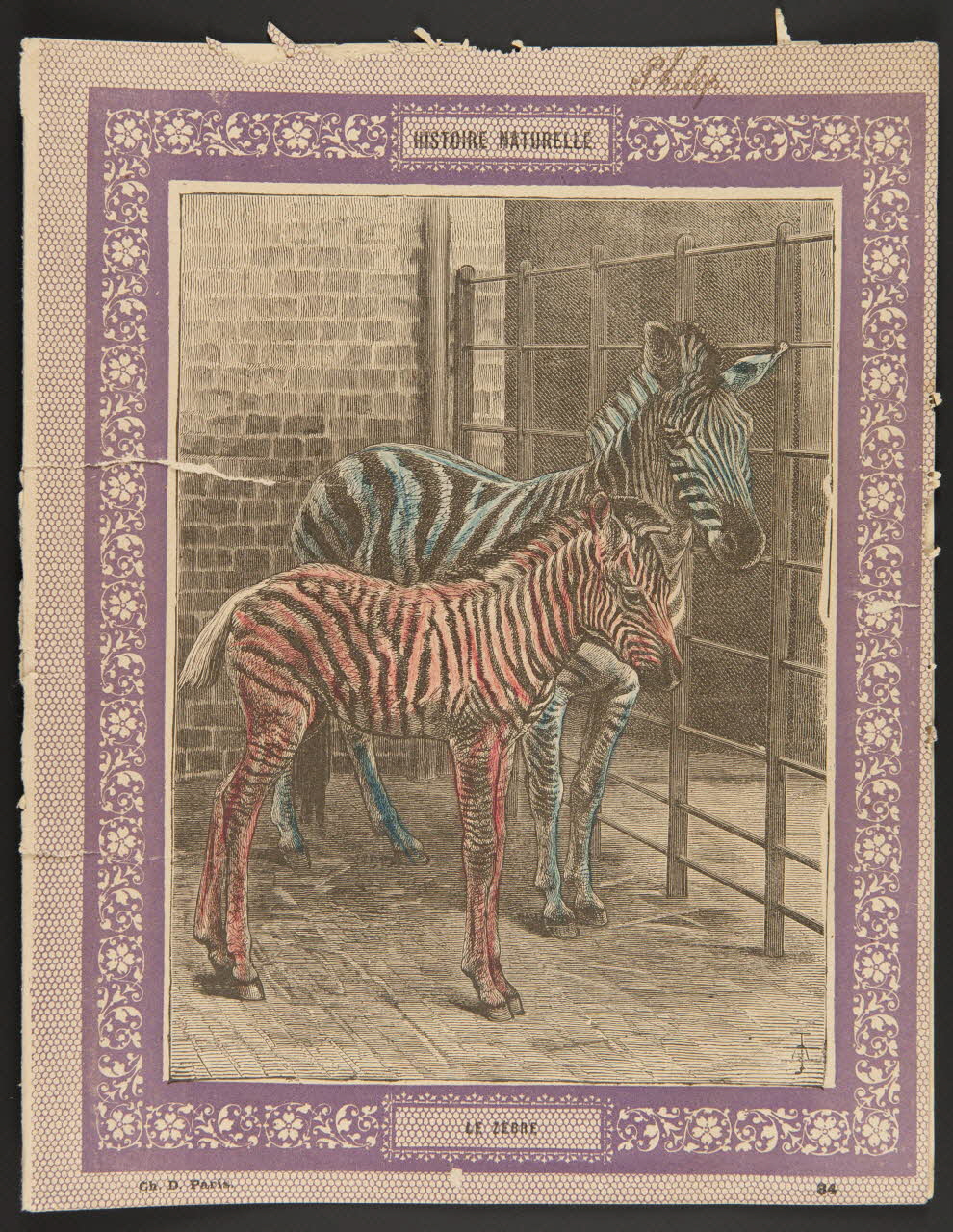 estampe HISTOIRE NATURELLE  LE ZEBRE 1985.61.34 Photo