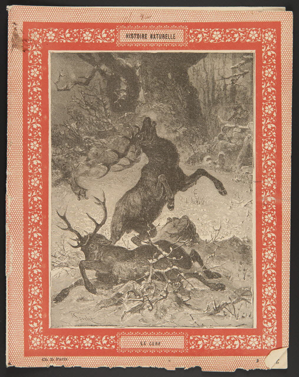estampe HISTOIRE NATURELLE  LE CERF 1985.61.36 Photo
