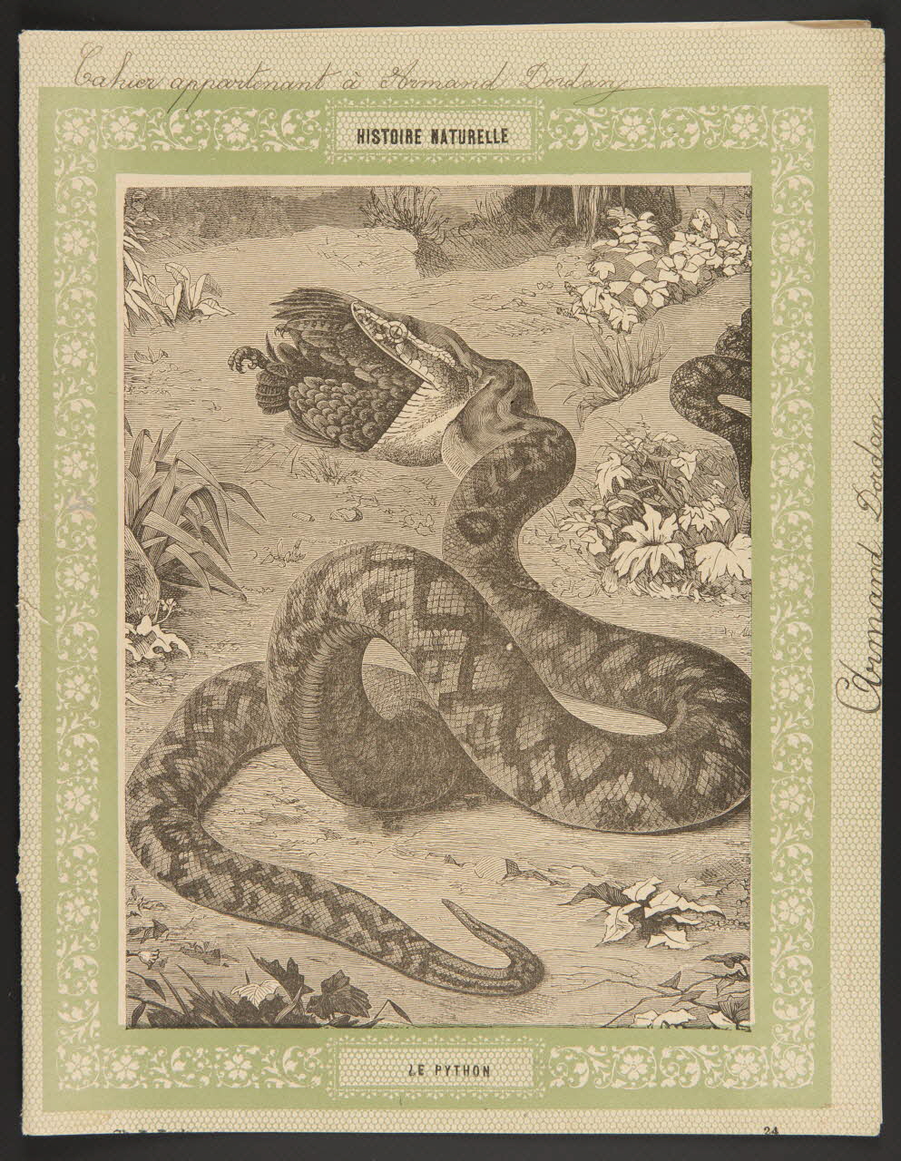 estampe HISTOIRE NATURELLE  LE PYTHON 1985.61.37 Photo