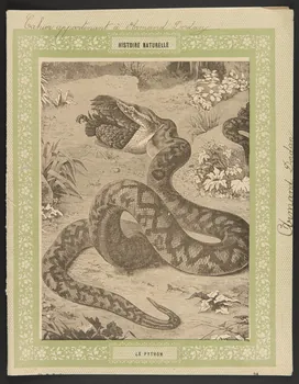 estampe HISTOIRE NATURELLE  LE PYTHON 1985.61.37 Photo