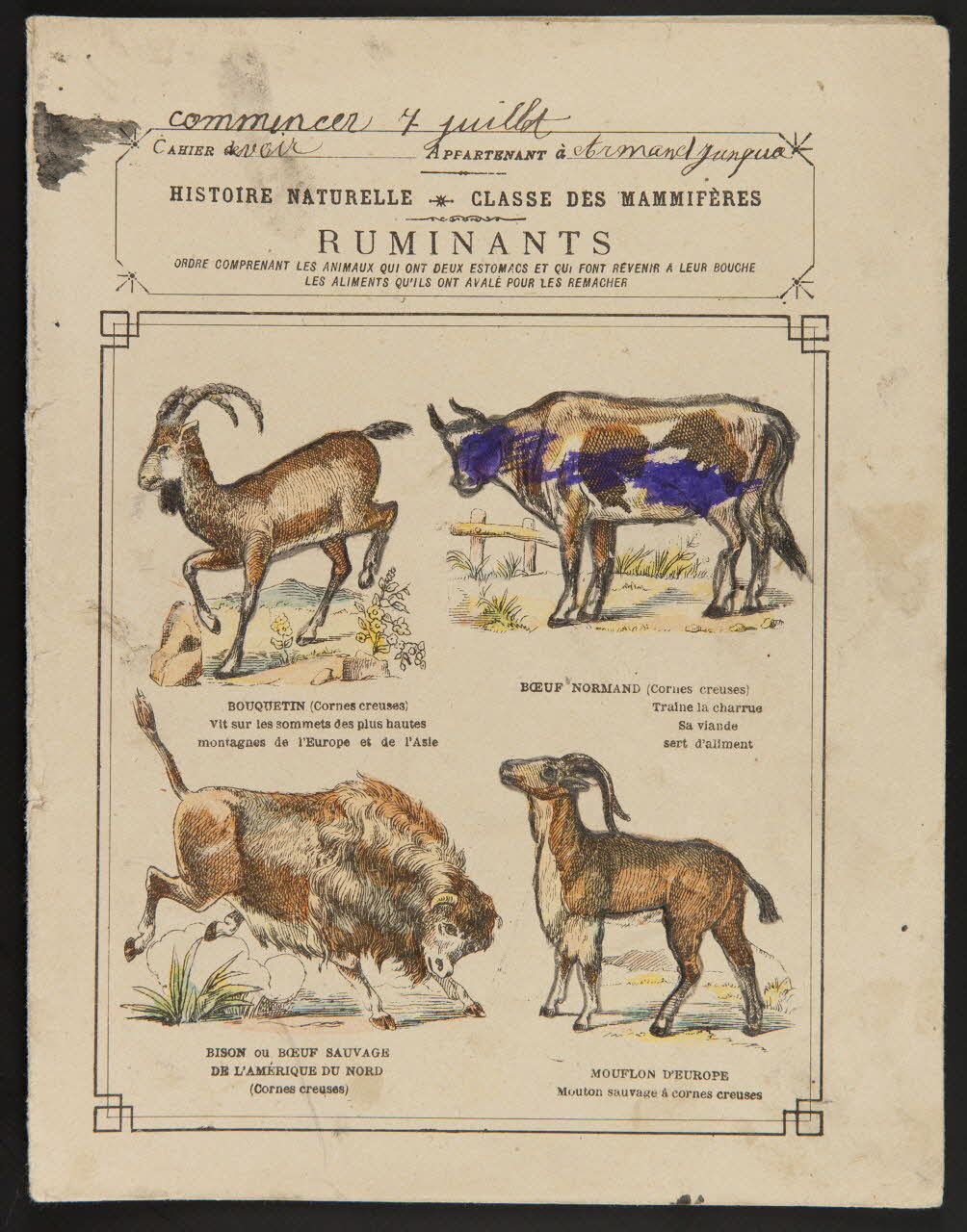 estampe RUMINANTS 1985.61.46 Photo