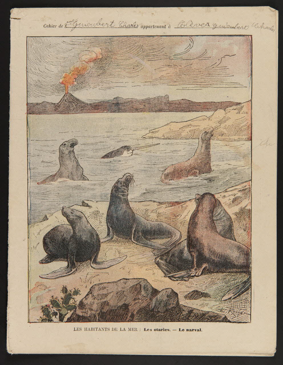 estampe LES HABITANTS DE LA MER  Les otaries. - Le narval. 1985.61.68 Photo