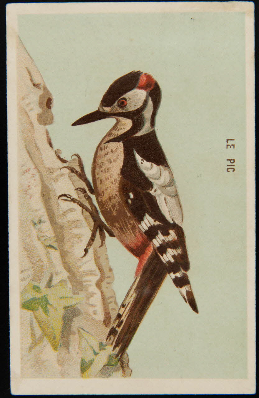 carte réclame chromo 1995.1.4908.3 Photo