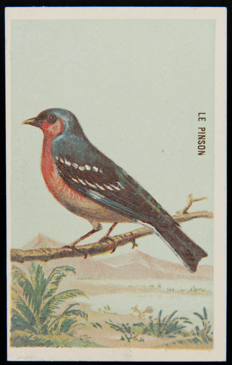 carte réclame chromo 1995.1.4908.4 Photo