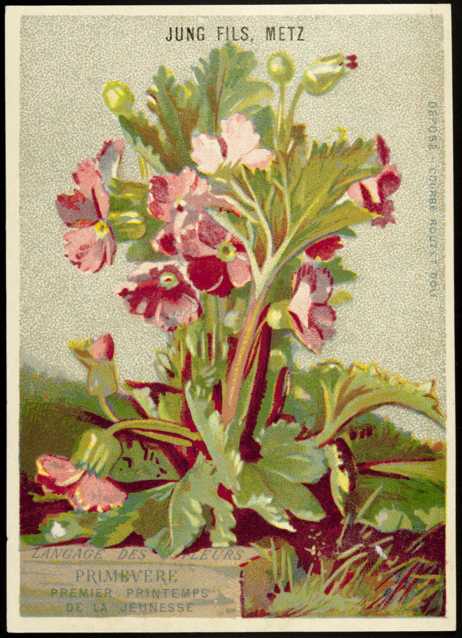 carte réclame chromo Dôle 1880-1900 1995.1.1028.6 Photo