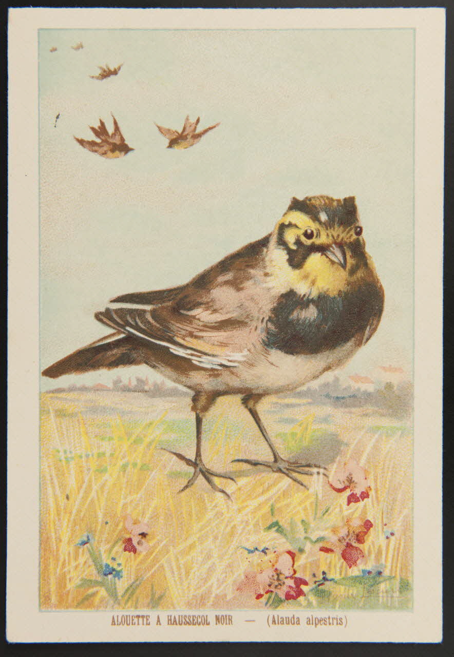 carte réclame chromo 1995.1.1053.1 Photo