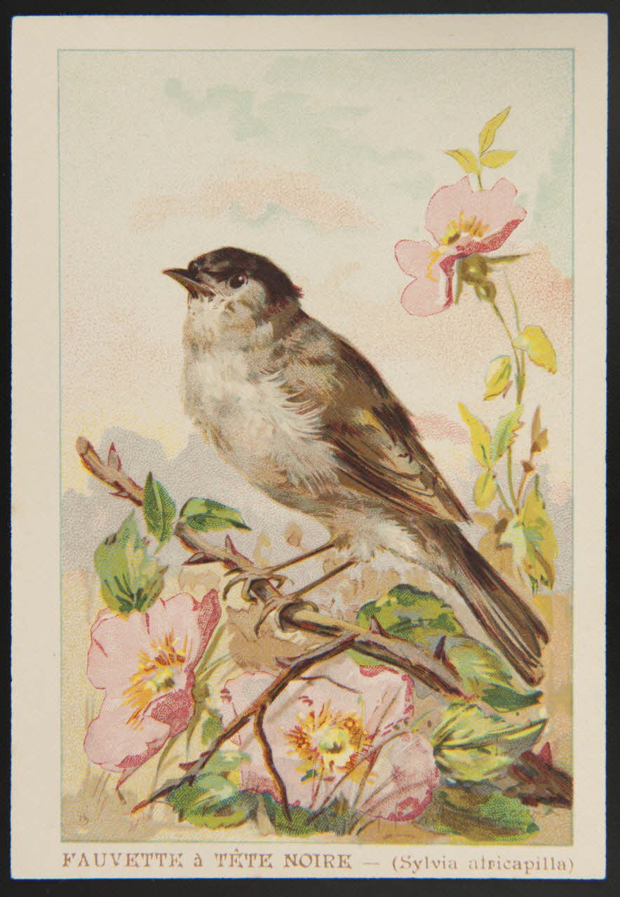 carte réclame chromo 1995.1.1053.15 Photo