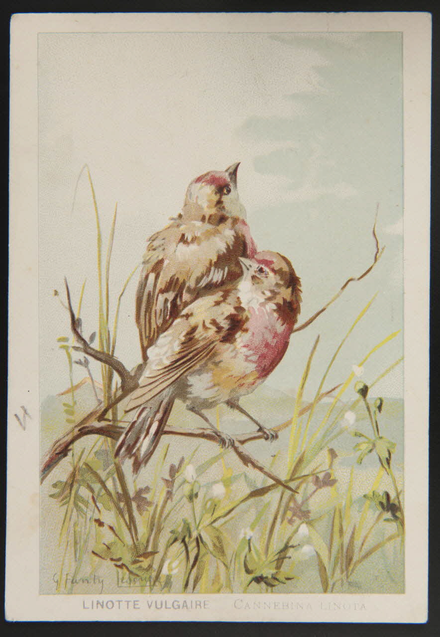 carte réclame chromo 1995.1.1053.25 Photo