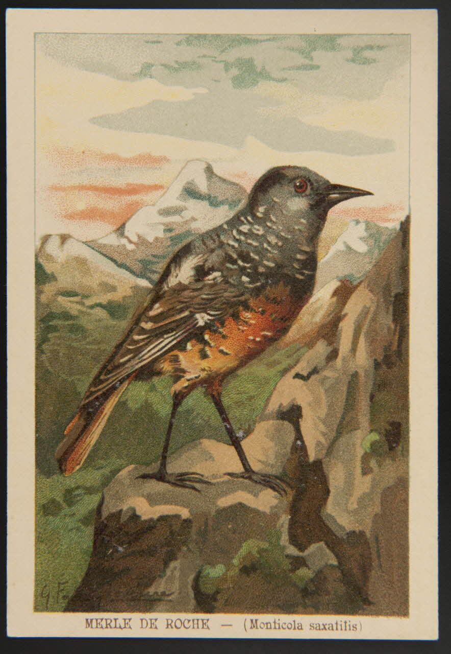 carte réclame chromo 1995.1.1053.27 Photo