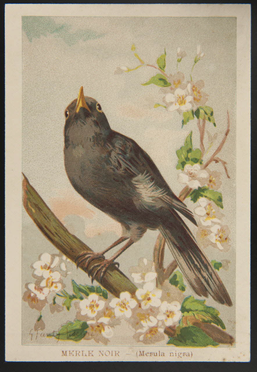 carte réclame chromo 1995.1.1053.28 Photo