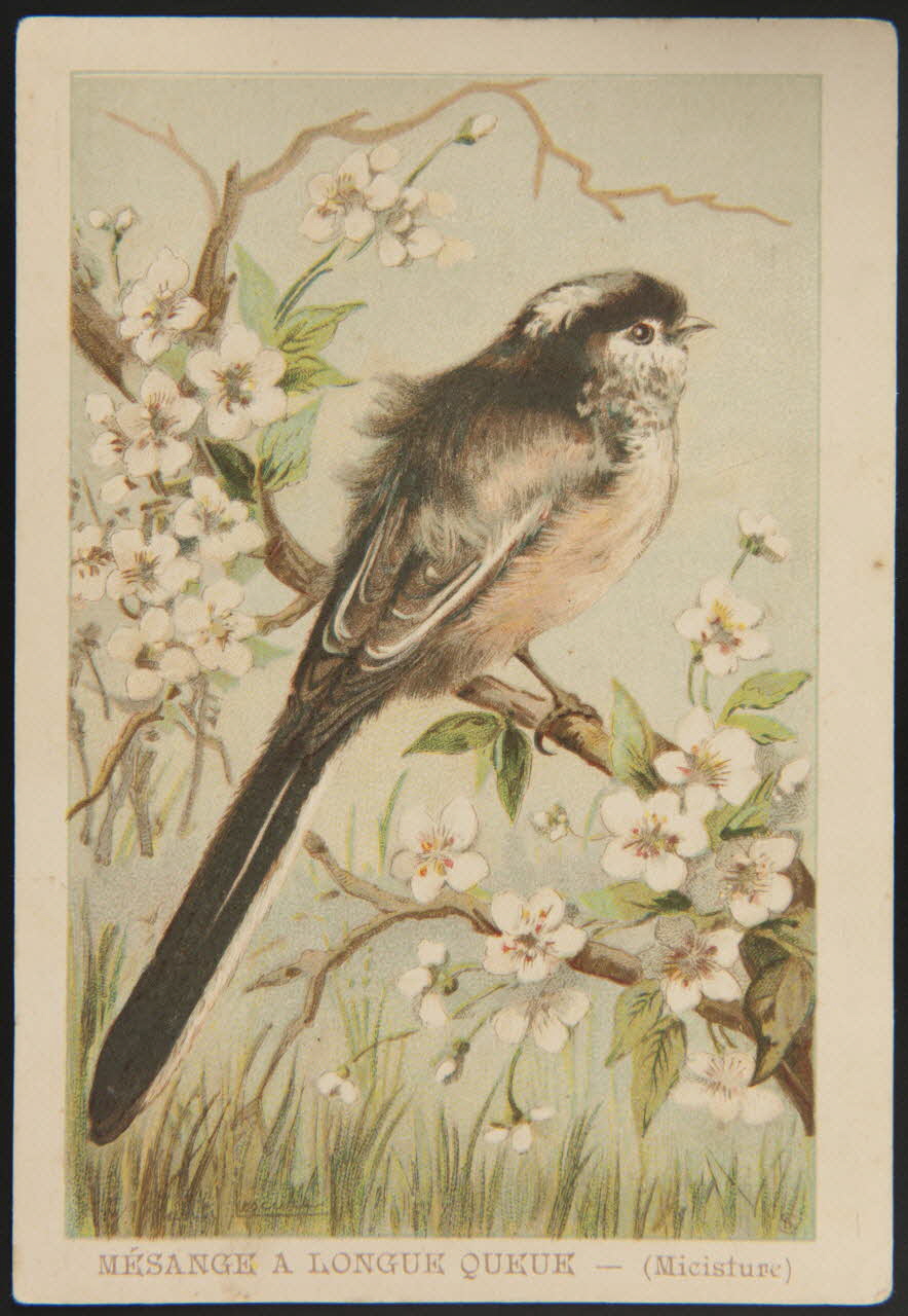 carte réclame chromo 1995.1.1053.29 Photo