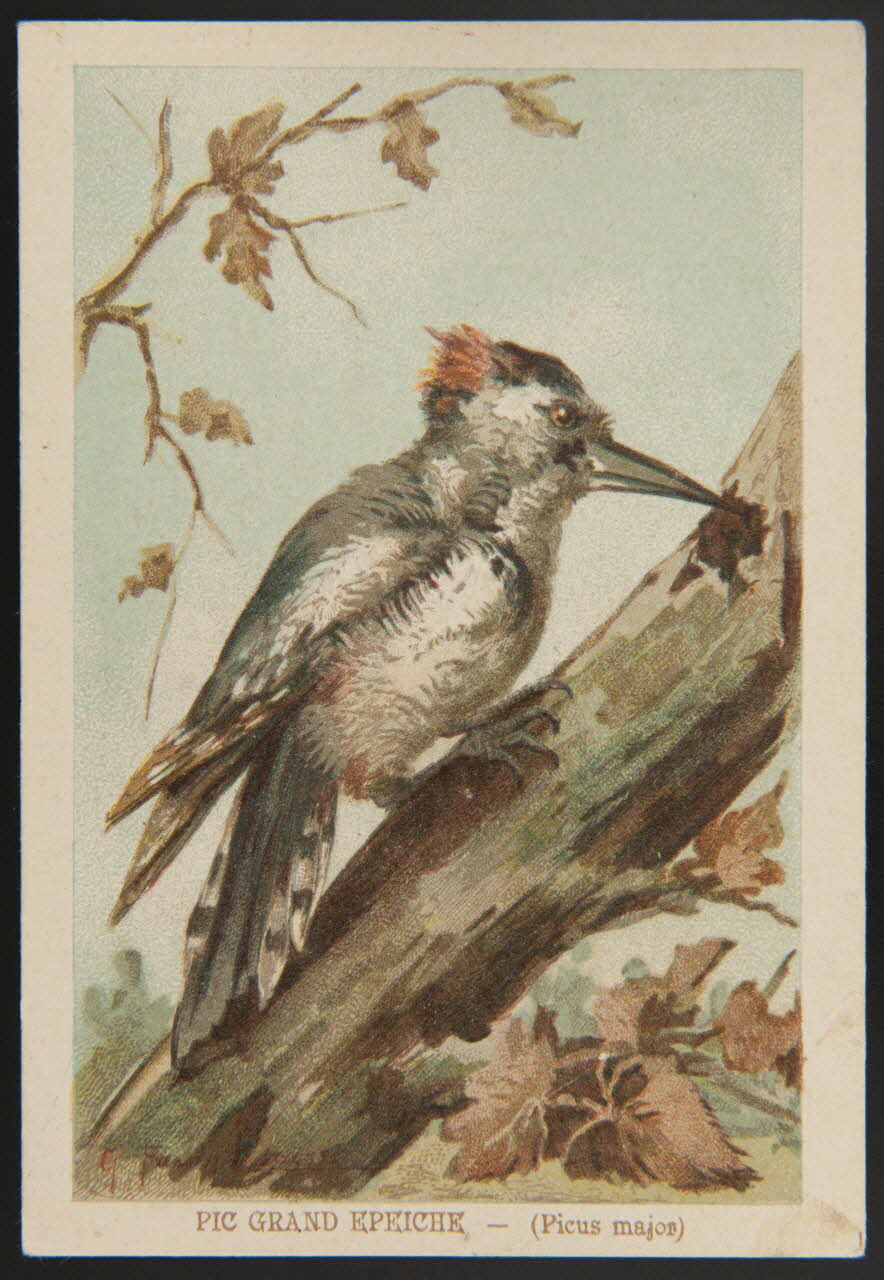 carte réclame chromo 1995.1.1053.34 Photo