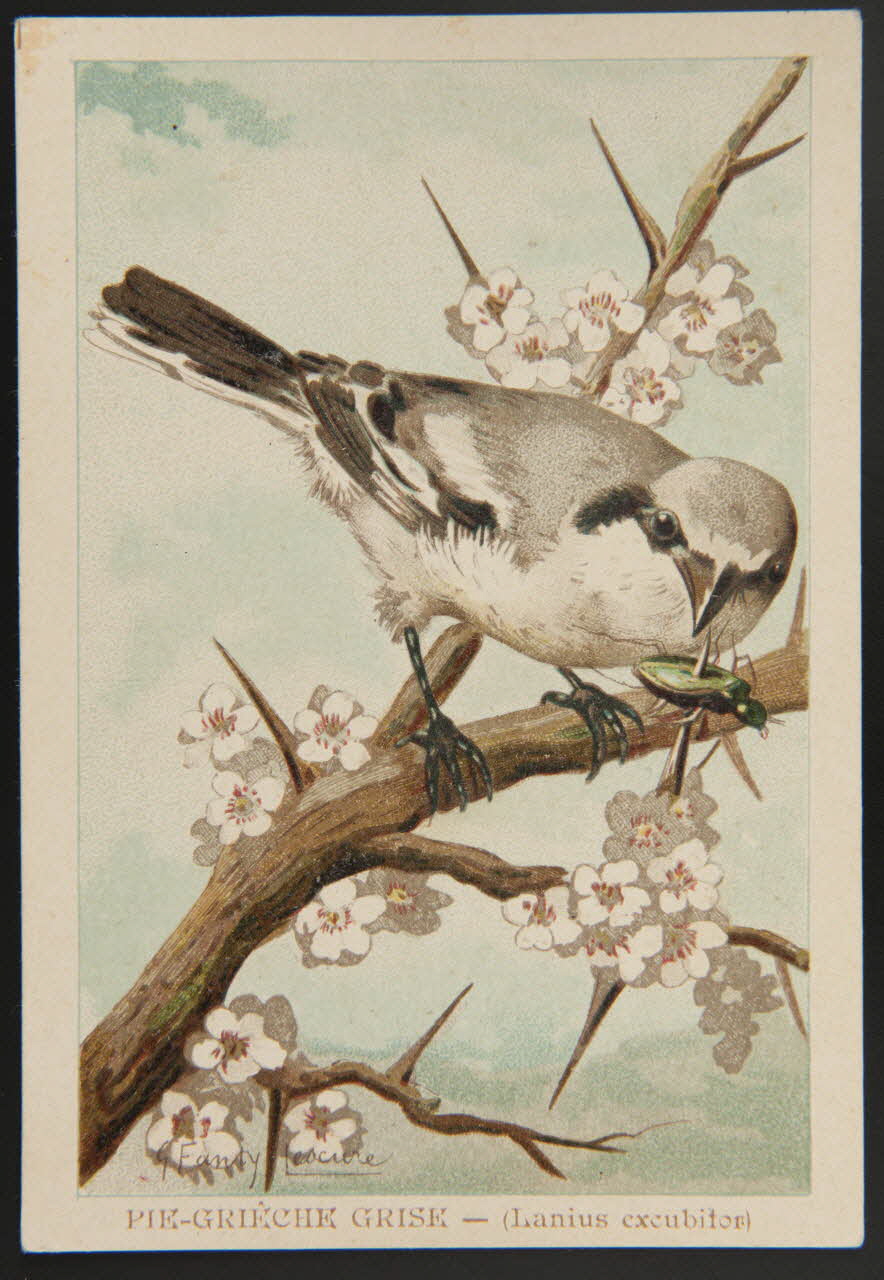 carte réclame chromo 1995.1.1053.35 Photo