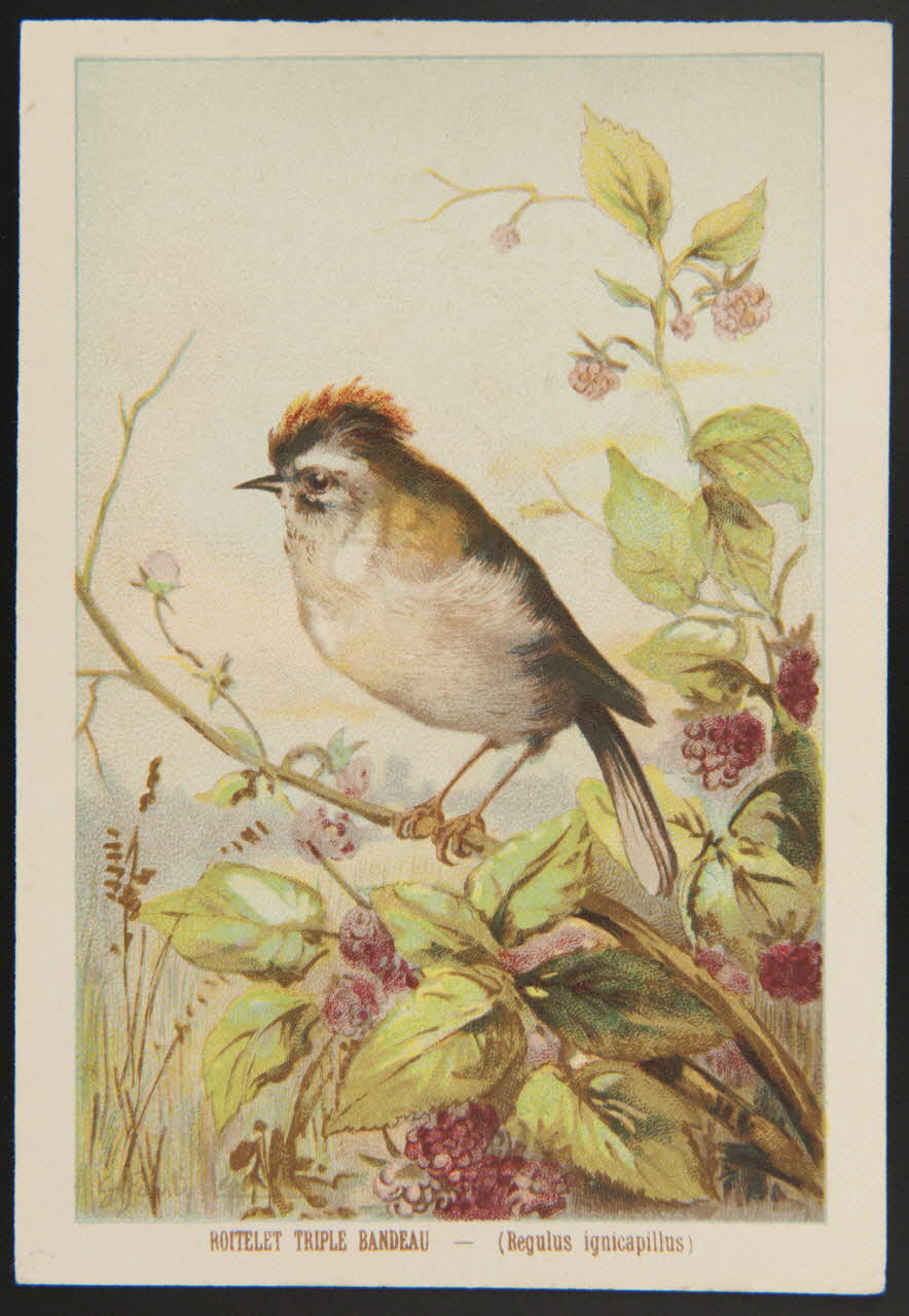 carte réclame chromo 1995.1.1053.37 Photo