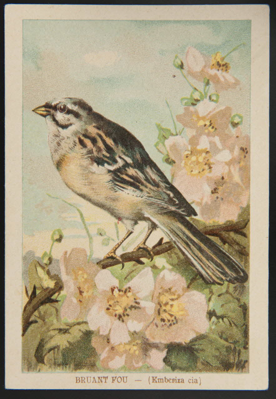 carte réclame chromo 1995.1.1053.4 Photo