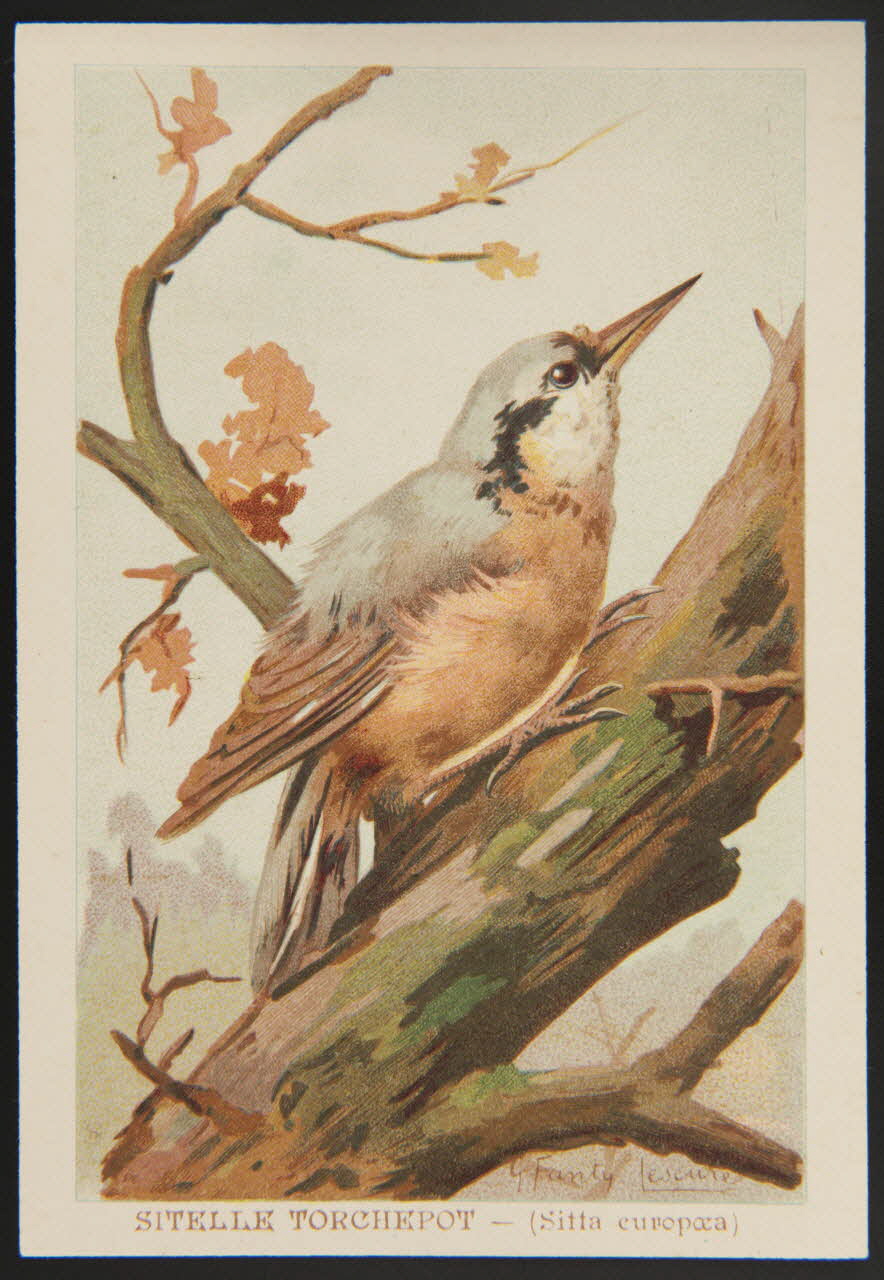 carte réclame chromo 1995.1.1053.43 Photo