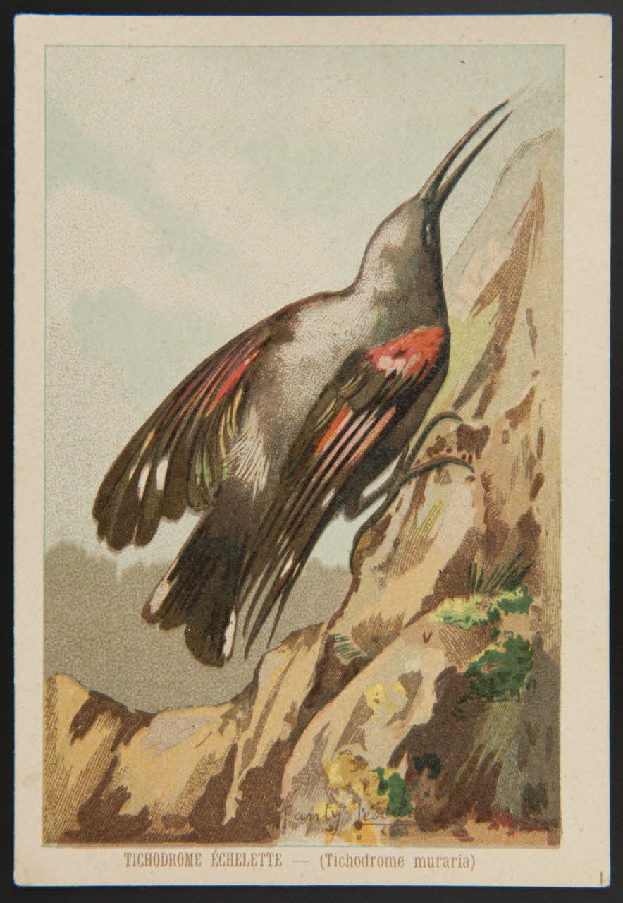 carte réclame chromo 1995.1.1053.46 Photo