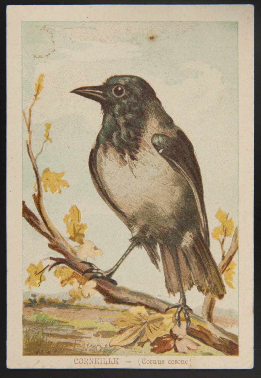 carte réclame chromo 1995.1.1053.9 Photo