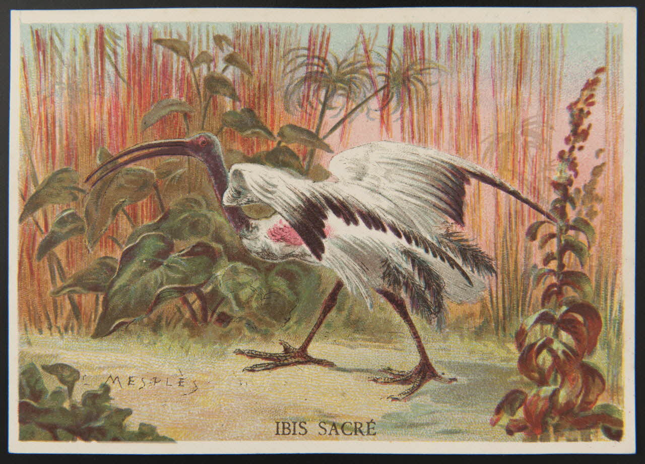 E Mesplès ; Baster & Vieillemard carte réclame chromo Paris 1878-1914 1995.1.120.16 Photo