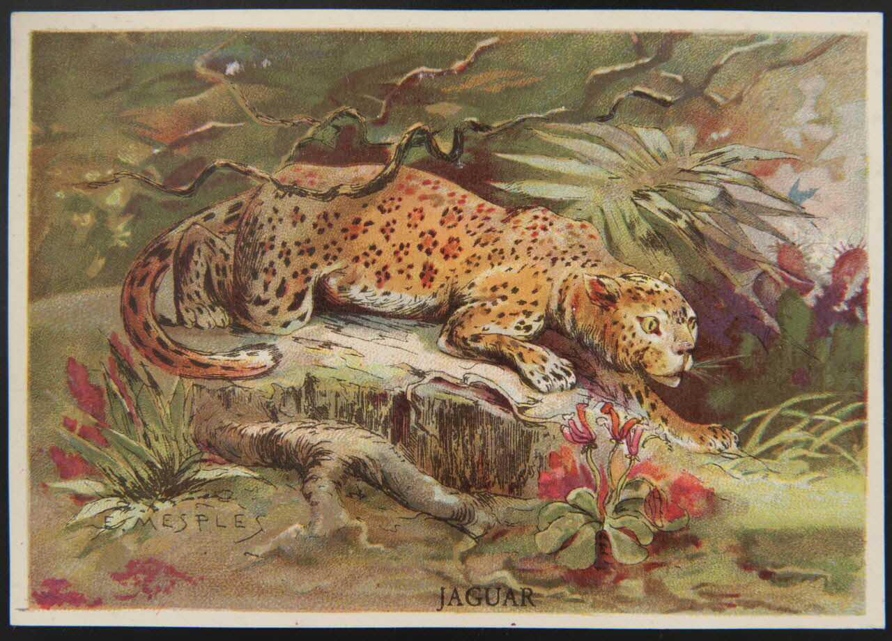 E Mesplès ; Baster & Vieillemard carte réclame chromo Paris 1878-1914 1995.1.120.17 Photo