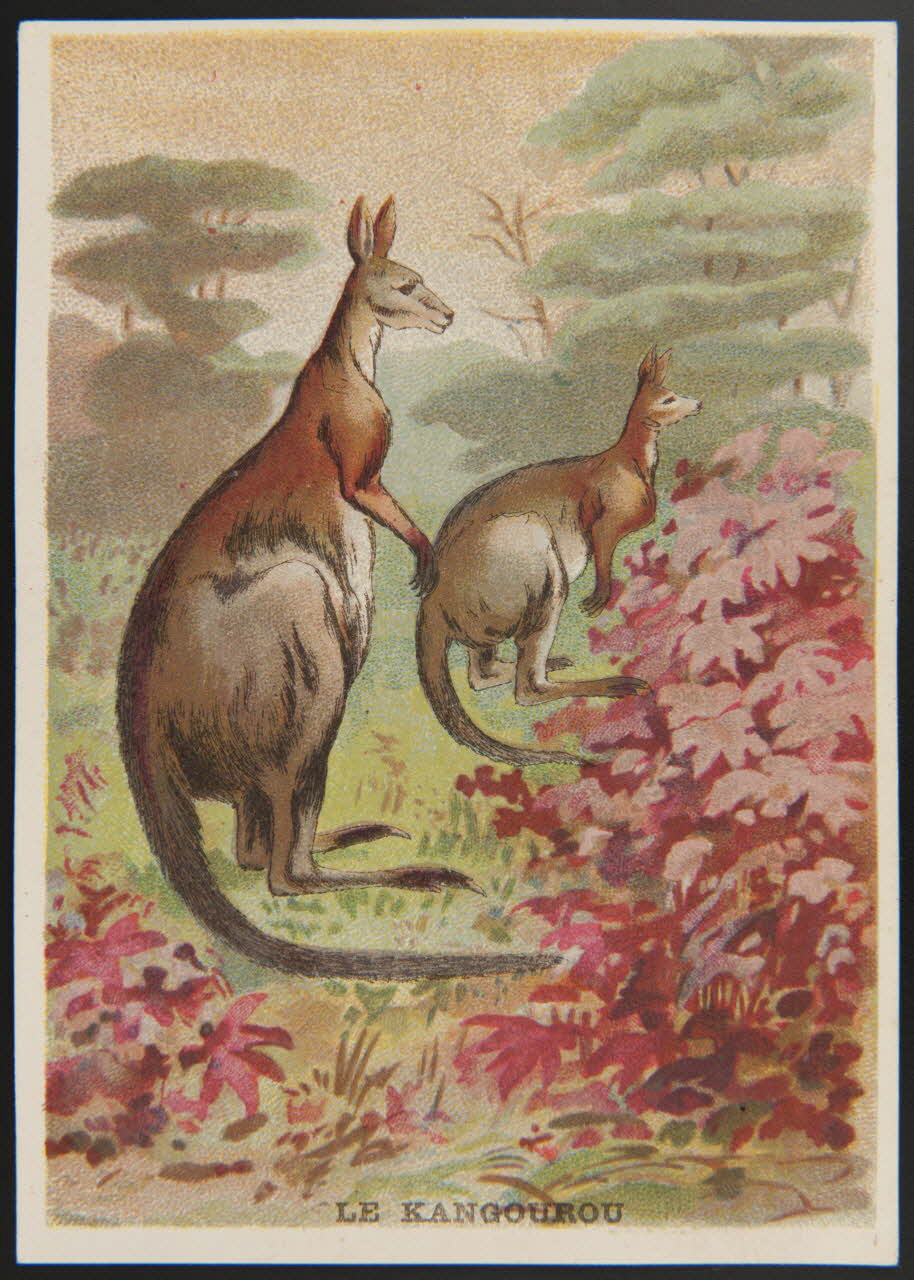 E Mesplès ; Baster & Vieillemard carte réclame chromo Paris 1878-1914 1995.1.120.18 Photo