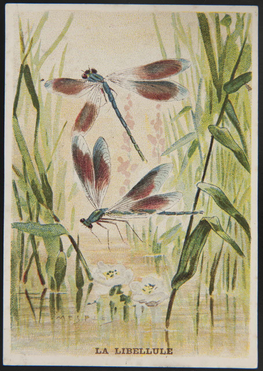 E Mesplès ; Baster & Vieillemard carte réclame chromo Paris 1878-1914 1995.1.120.19 Photo