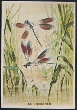 E Mesplès ; Baster & Vieillemard carte réclame chromo Paris 1878-1914 1995.1.120.19  Photo