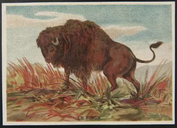 E Mesplès ; Baster & Vieillemard carte réclame chromo Paris 1878-1914 1995.1.120.2  Photo