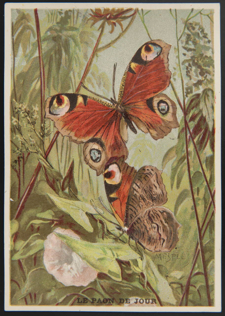 E Mesplès ; Baster & Vieillemard carte réclame chromo Paris 1878-1914 1995.1.120.24 Photo