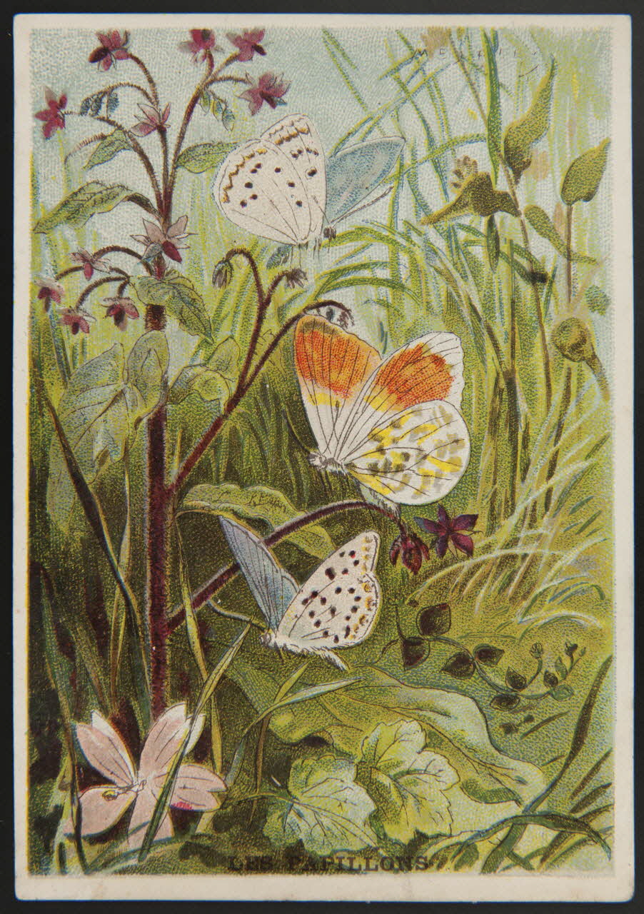 E Mesplès ; Baster & Vieillemard carte réclame chromo Paris 1878-1914 1995.1.120.25 Photo