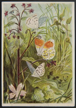 E Mesplès ; Baster & Vieillemard carte réclame chromo Paris 1878-1914 1995.1.120.25  Photo